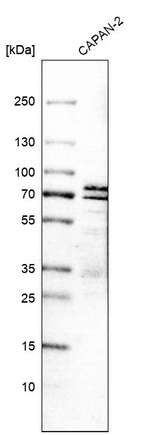 SIAE Antibody in Western Blot (WB)