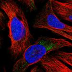ATRNL1 Antibody in Immunocytochemistry (ICC/IF)