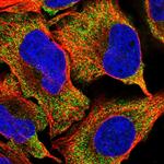 SPATA7 Antibody in Immunocytochemistry (ICC/IF)