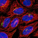 TSHZ2 Antibody in Immunocytochemistry (ICC/IF)