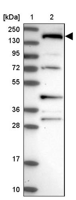 SH3TC1 Antibody in Western Blot (WB)