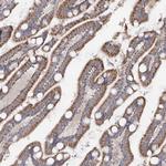 TMEM187 Antibody in Immunohistochemistry (Paraffin) (IHC (P))