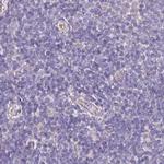 PLCD4 Antibody in Immunohistochemistry (IHC)