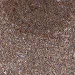 IQSEC1 Polyclonal Antibody