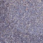 MRPL44 Antibody in Immunohistochemistry (Paraffin) (IHC (P))