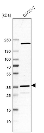 MRPL44 Antibody in Western Blot (WB)