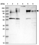 MAP4 Antibody in Western Blot (WB)