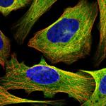 MAP4 Polyclonal Antibody