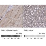 MAP4 Antibody