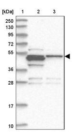 RASSF8 Antibody in Western Blot (WB)