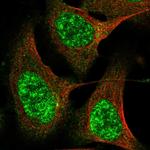 CWF19L2 Polyclonal Antibody