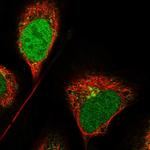 CCDC91 Polyclonal Antibody