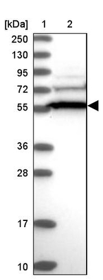 CCDC91 Antibody in Western Blot (WB)