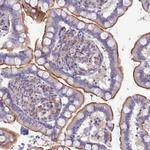 VPS26B Antibody in Immunohistochemistry (Paraffin) (IHC (P))