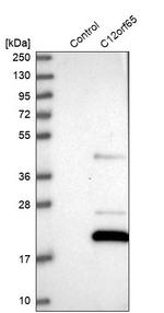 C12orf65 Polyclonal Antibody