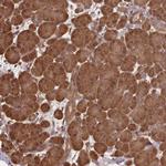 NPRL2 Antibody in Immunohistochemistry (Paraffin) (IHC (P))