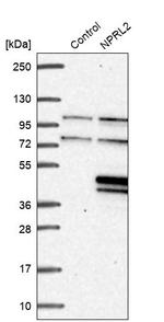NPRL2 Antibody in Western Blot (WB)