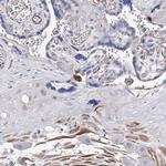 DSPG3 Polyclonal Antibody