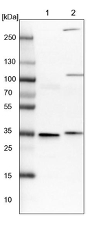 VPS37B Antibody in Western Blot (WB)
