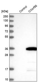 CXorf56 Antibody in Western Blot (WB)