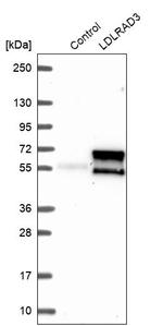 LDLRAD3 Antibody in Western Blot (WB)