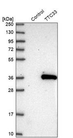 TTC33 Antibody in Western Blot (WB)