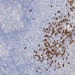 NIPA4 Polyclonal Antibody