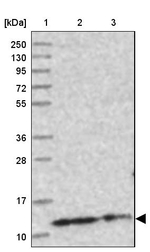 CHCHD5 Antibody in Western Blot (WB)