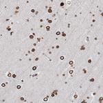 Connexin 40.1 Antibody in Immunohistochemistry (Paraffin) (IHC (P))