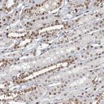 Connexin 40.1 Antibody in Immunohistochemistry (Paraffin) (IHC (P))