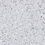 Connexin 40.1 Antibody in Immunohistochemistry (Paraffin) (IHC (P))