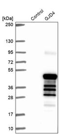 Connexin 40.1 Antibody in Western Blot (WB)