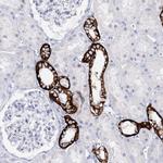 SLC17A2 Antibody in Immunohistochemistry (Paraffin) (IHC (P))