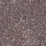 PRPF40A Antibody in Immunohistochemistry (Paraffin) (IHC (P))