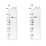 PRPF40A Antibody in Western Blot (WB)