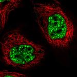 PRPF40A Antibody in Immunocytochemistry (ICC/IF)