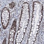 PRPF40A Antibody in Immunohistochemistry (Paraffin) (IHC (P))