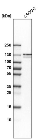 PRPF40A Antibody in Western Blot (WB)