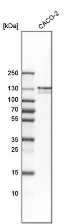 PRPF40A Antibody in Western Blot (WB)