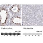 C12orf24 Antibody