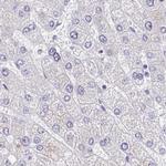 ERMN Antibody in Immunohistochemistry (IHC)