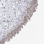 TMEM165 Antibody in Immunohistochemistry (Paraffin) (IHC (P))