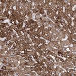 ECHDC3 Antibody in Immunohistochemistry (Paraffin) (IHC (P))