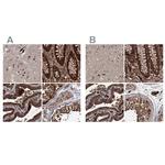 RPAP3 Antibody in Immunohistochemistry (IHC)