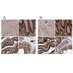 RPAP3 Polyclonal Antibody