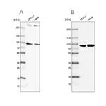 RPAP3 Antibody in Western Blot (WB)