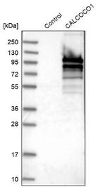 CALCOCO1 Antibody in Western Blot (WB)