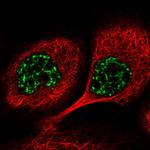 PYROXD1 Polyclonal Antibody