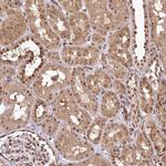 PYROXD1 Antibody in Immunohistochemistry (IHC)