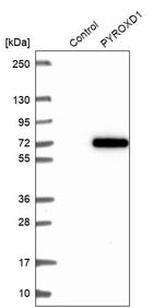 PYROXD1 Antibody in Western Blot (WB)
